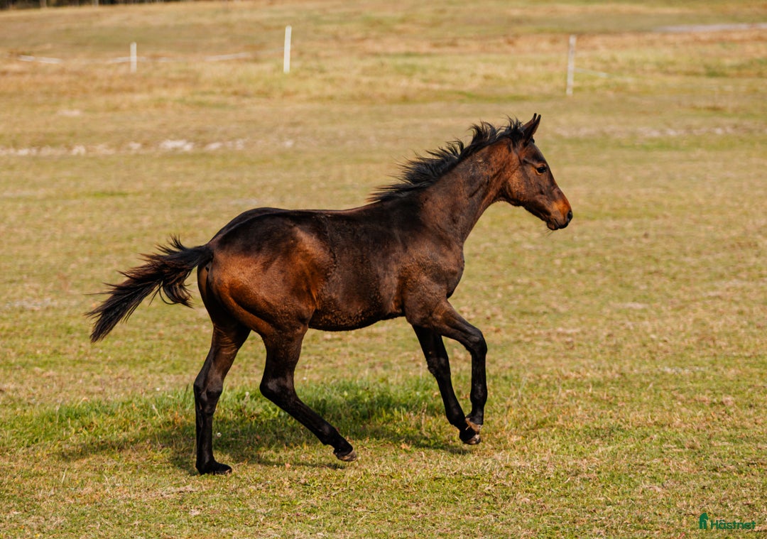 Hoppning hästar till salu: Future top horse with good pedigree i Ekerö - Annons 3