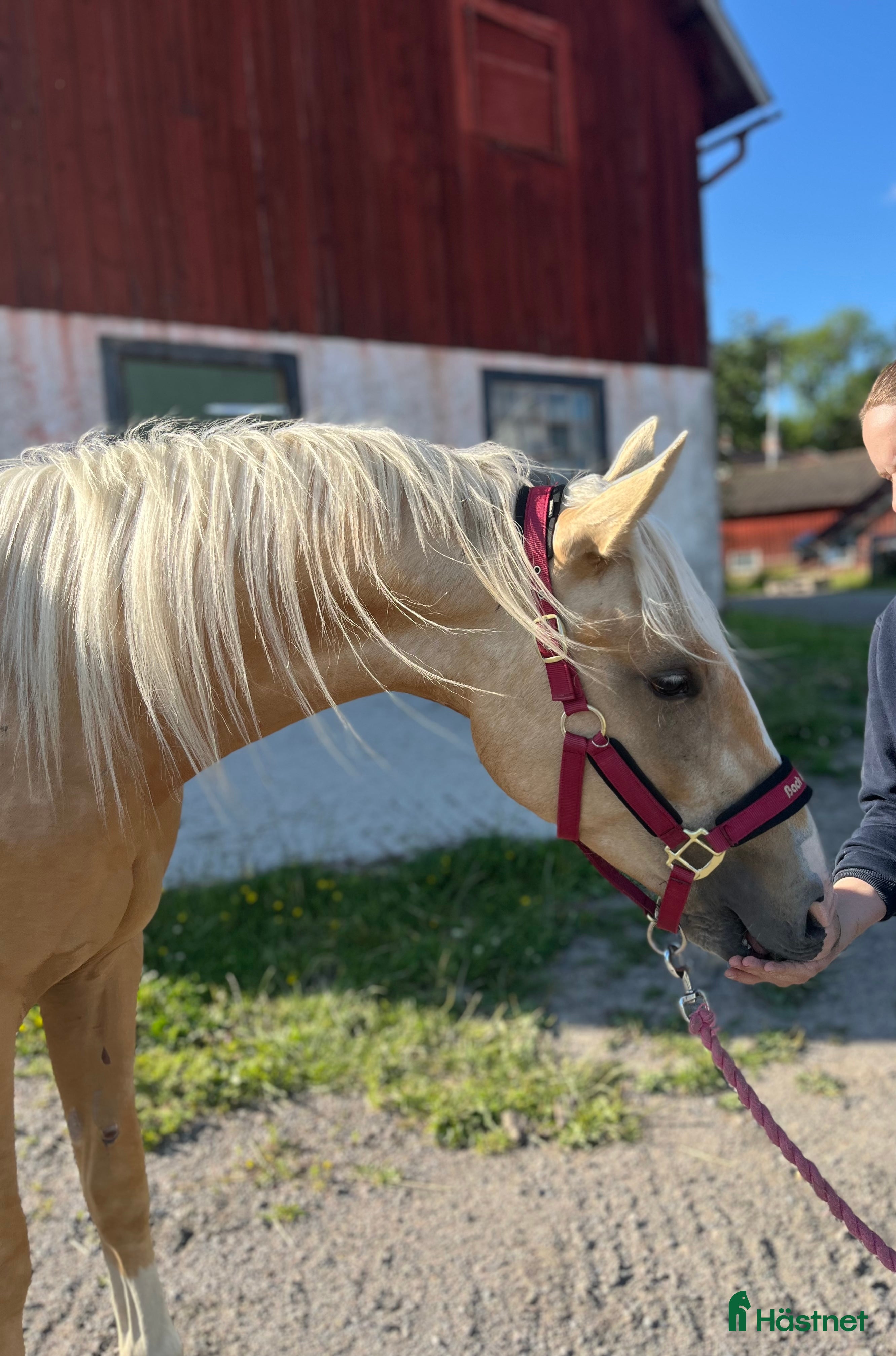  foderhäst 3årig valack e. Zafferano söker fodervärd i Göta - Annons 5