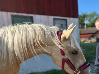 foderhäst 3årig valack e. Zafferano söker fodervärd i Göta - Annons 5