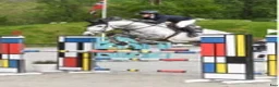Hoppning hästar till salu: Hopphäst till salu i Sandnes - Annons 3
