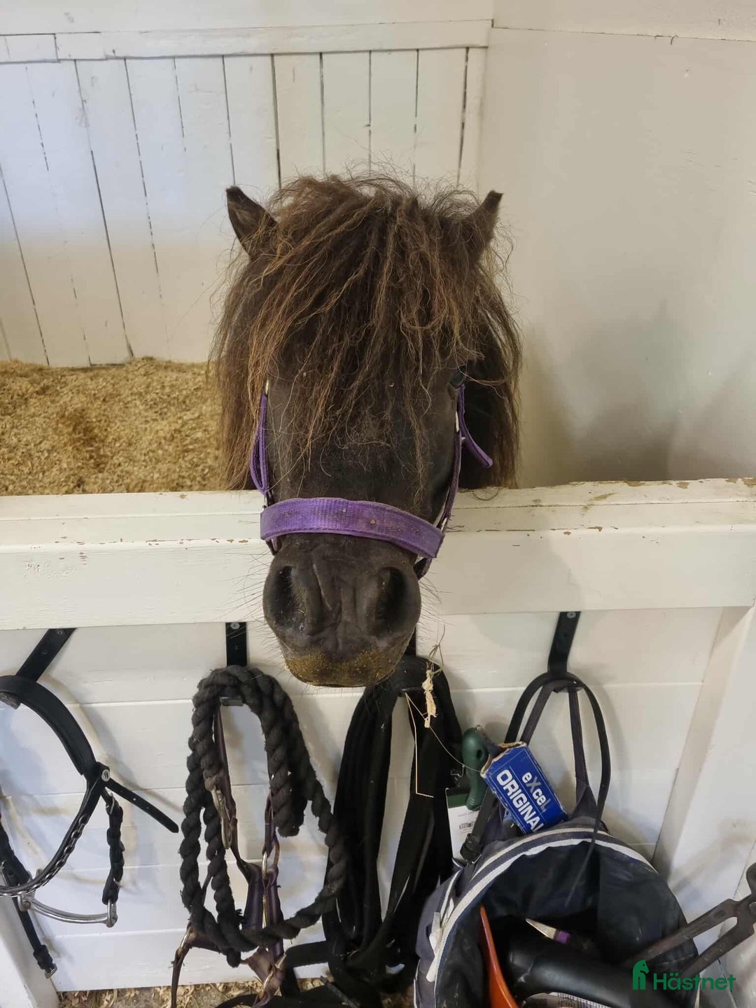 Sällskap hästar till salu: Minishetlandsponny söker sin nya familj i Bjästa - Annons 5