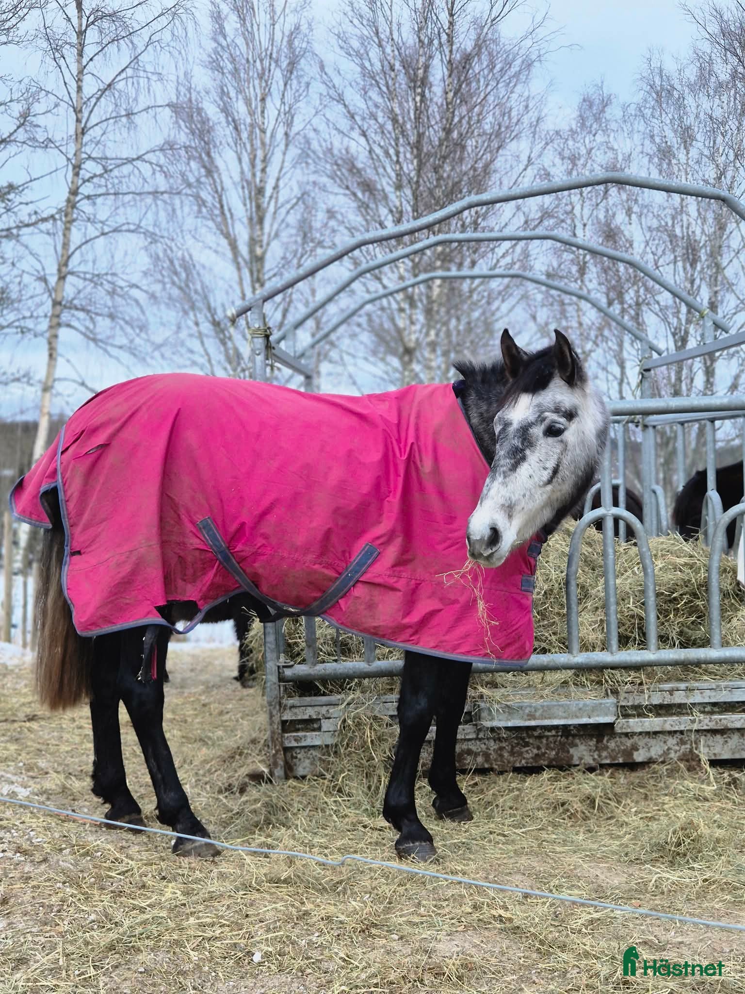  hästar Sto med stor personlighet - Annons 2
