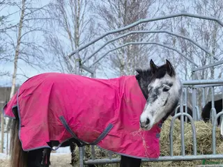 hästar Sto med stor personlighet - Annons 2