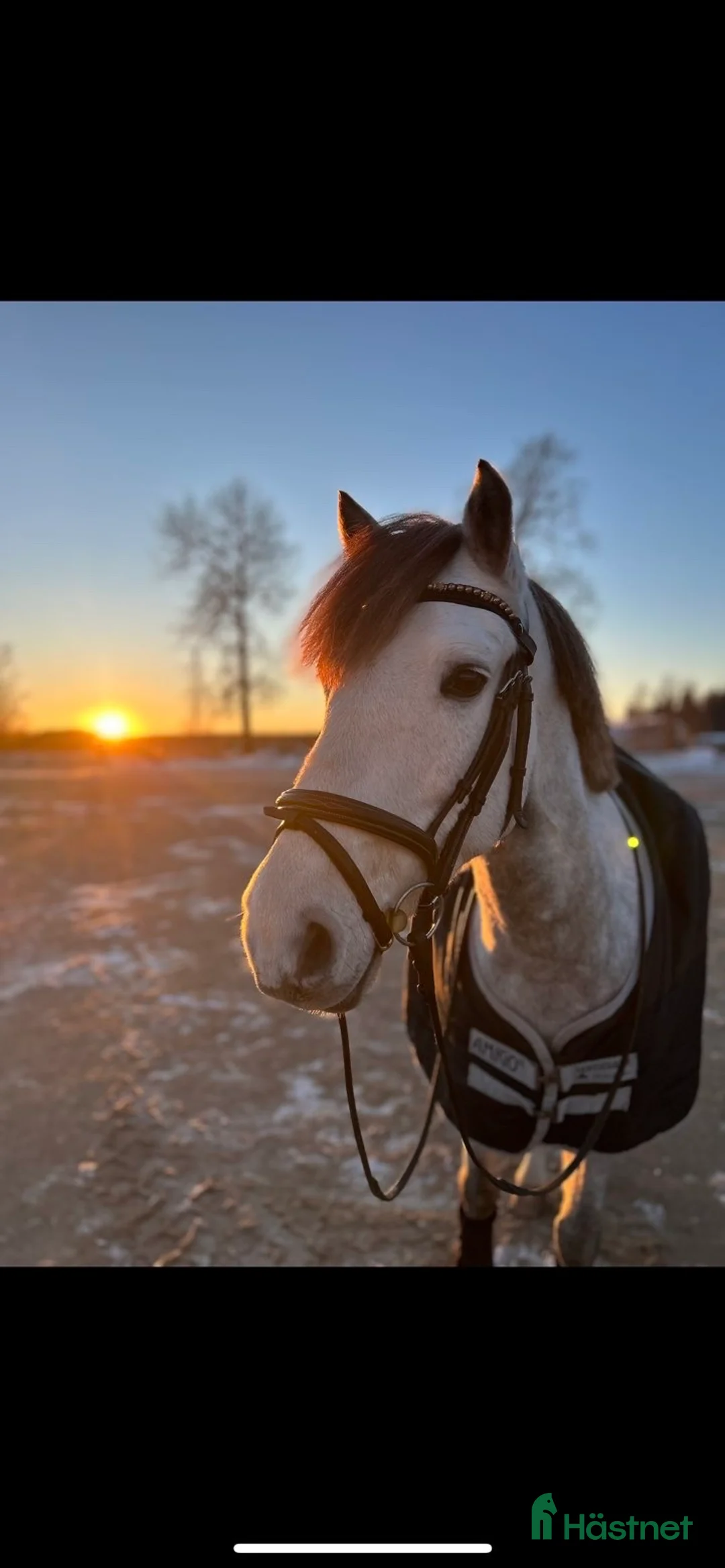 Allround hästar till salu: Talangfull C-ponny med kapacitet för högre klasser i Kungsgården - Annons 5