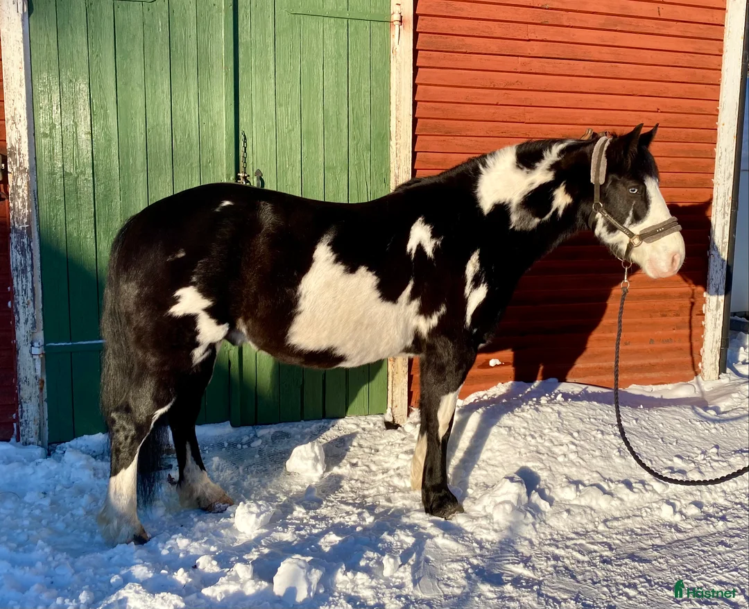 Allround hästar till salu: Trygg och stabil 9-årig valack - Annons 1