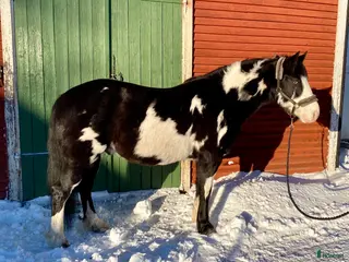 hästar Trygg och stabil 9-årig valack - Annons 2