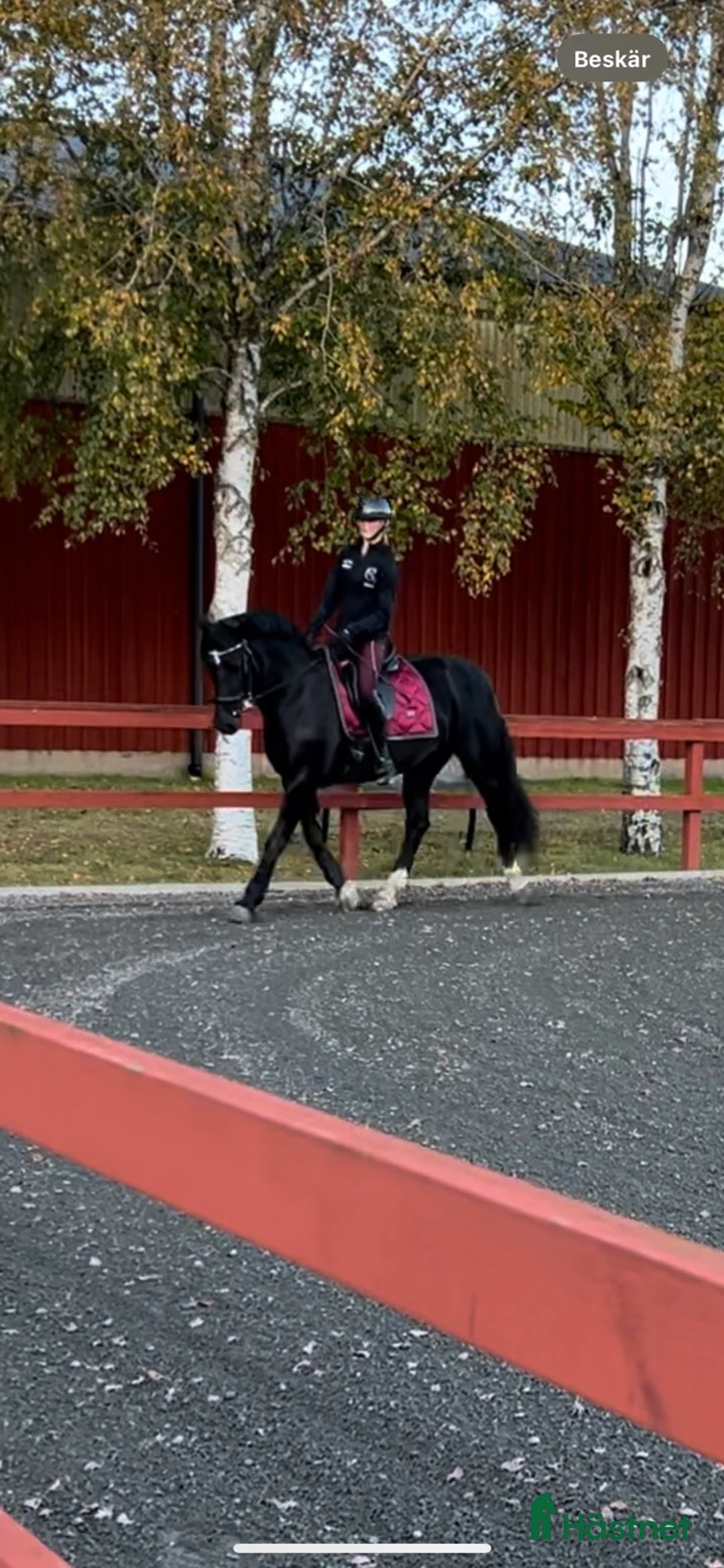 Dressyr hästar till salu: Vackert dressyrsto i Frillesås - Annons 2