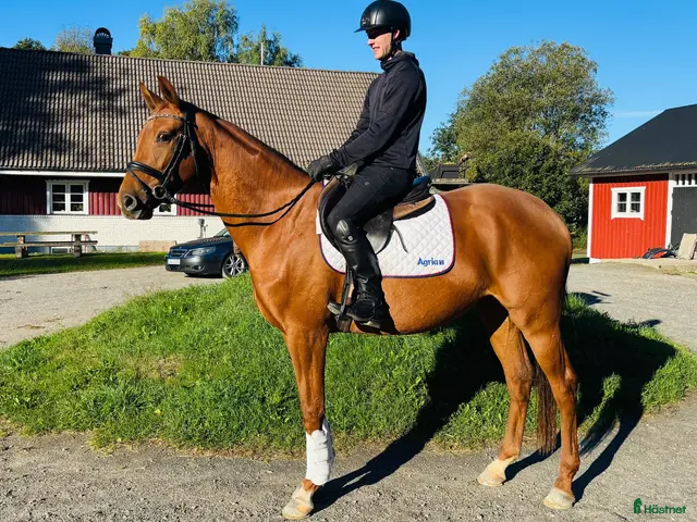 hästar Energiknippe e.Kjento - Annons 17