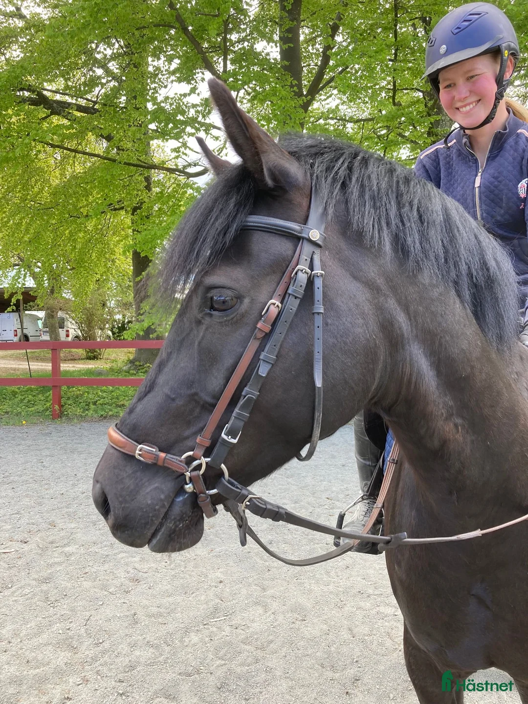 Allround hästar till salu: Charmig New Forest valack - Annons 2