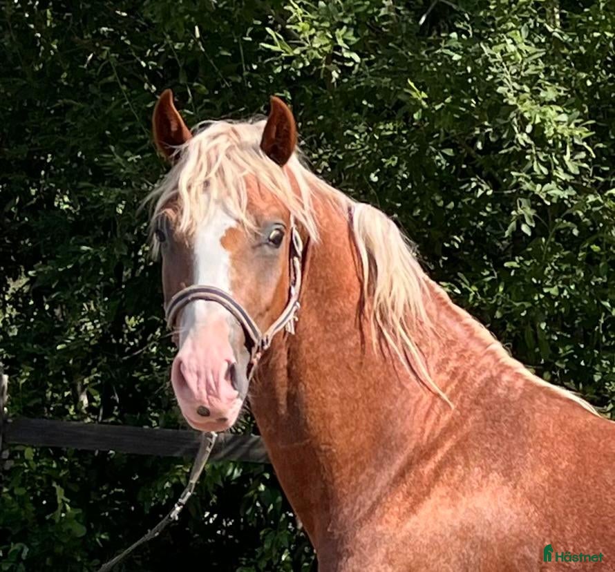  hästar Elegant Welsh cob valack - Annons 1