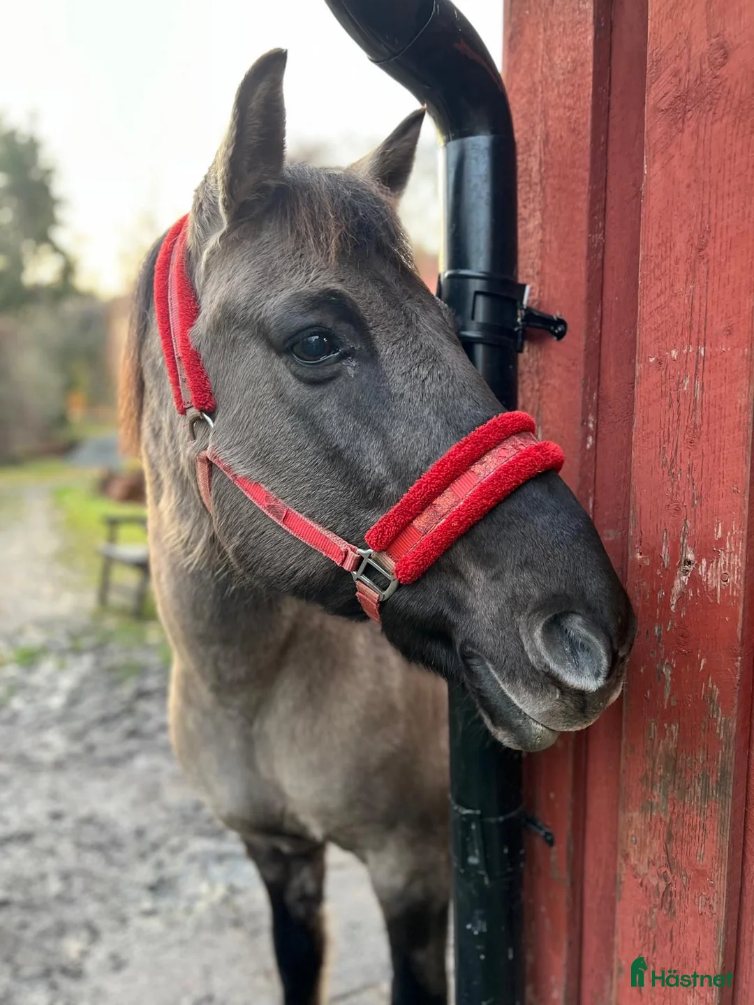 Galleribild {{count}}