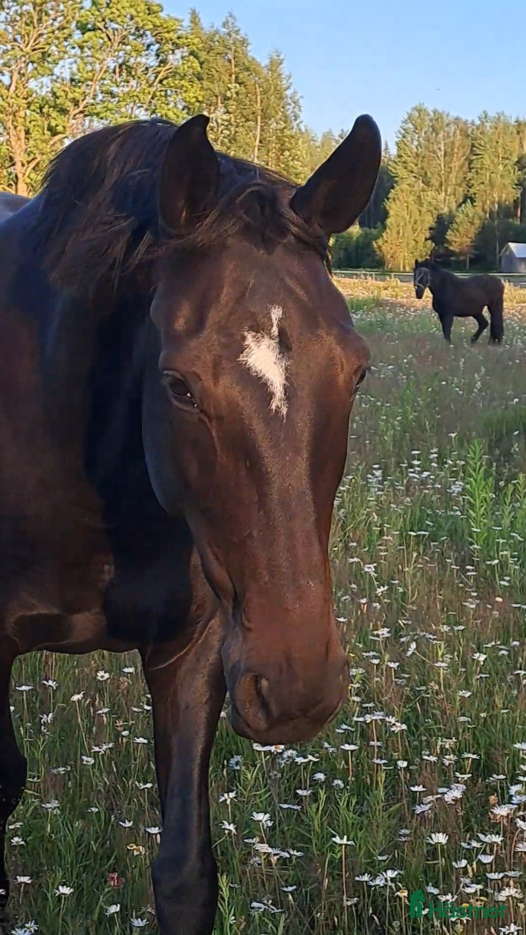 Dressyr hästar till salu: Ett äkta guldkorn i Forshaga - Annons 3