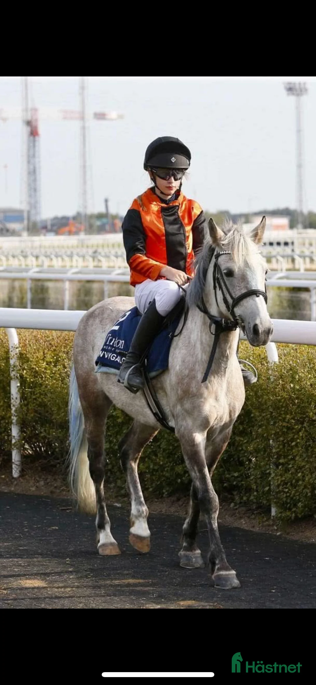 Allround hästar till salu: Fin B-ponny / tävlings ponny - Annons 14