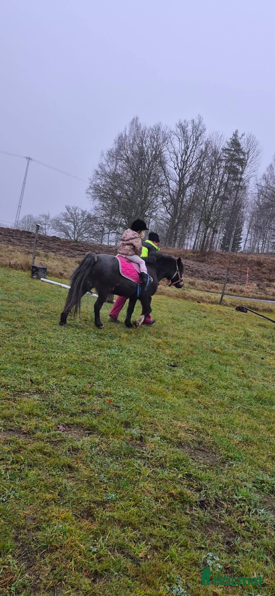  hästar B ponny  i Valla - Annons 16