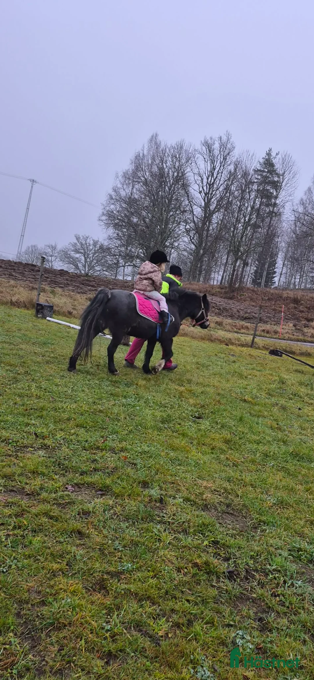 Övrigt hästar till salu: B ponny  i Valla - Annons 1