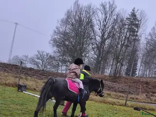 hästar B ponny i Valla - Annons 16
