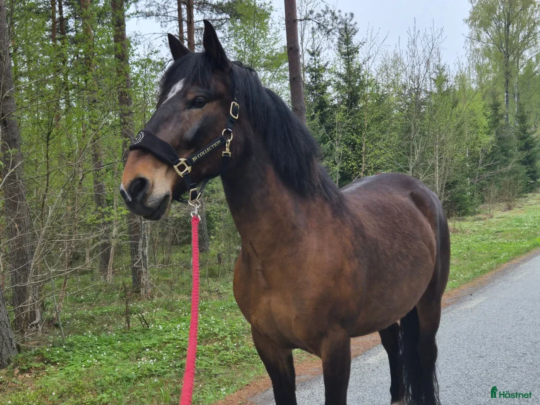 Allround hästar till salu: Trygg lugn häst🌻 - Annons 1