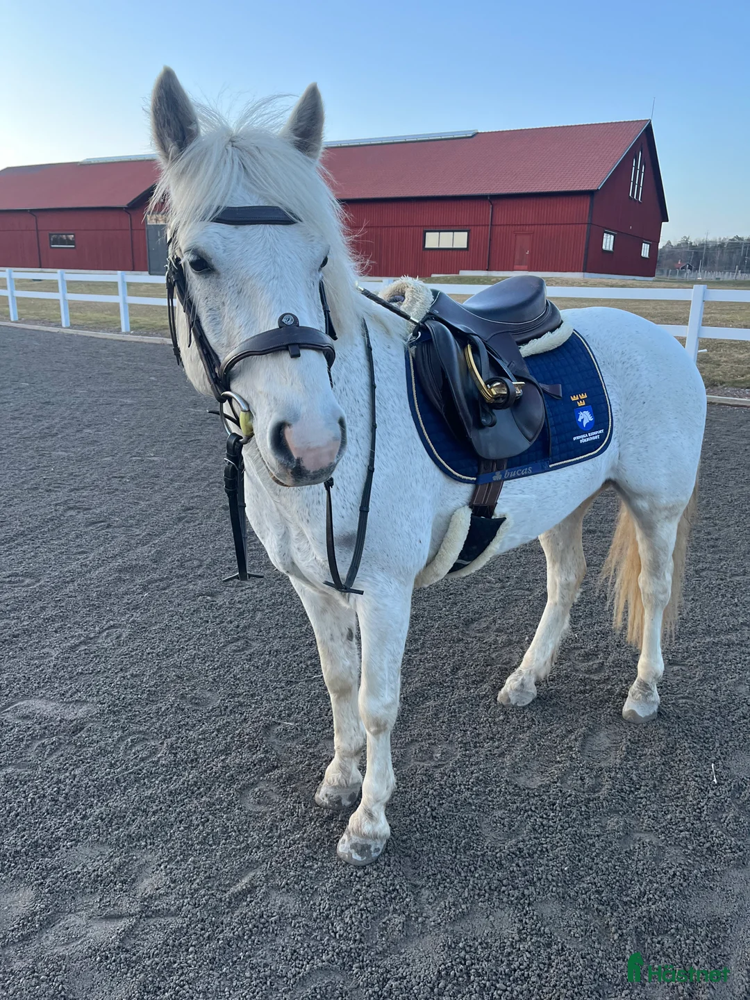 Allround hästar till salu: 1 klass renrasig Connemara  - Annons 1