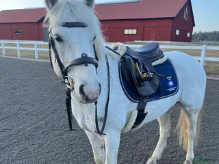 hästar 1 klass renrasig Connemara - Annons 8