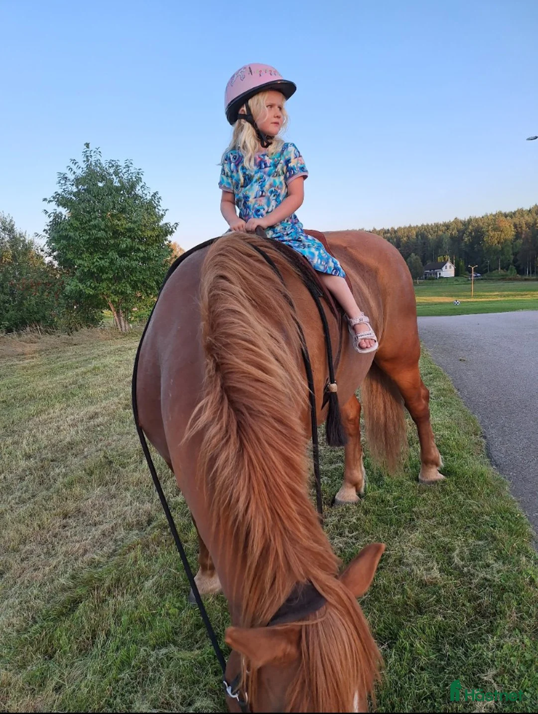 Western hästar till salu: Oslipad diamant  - Annons 3