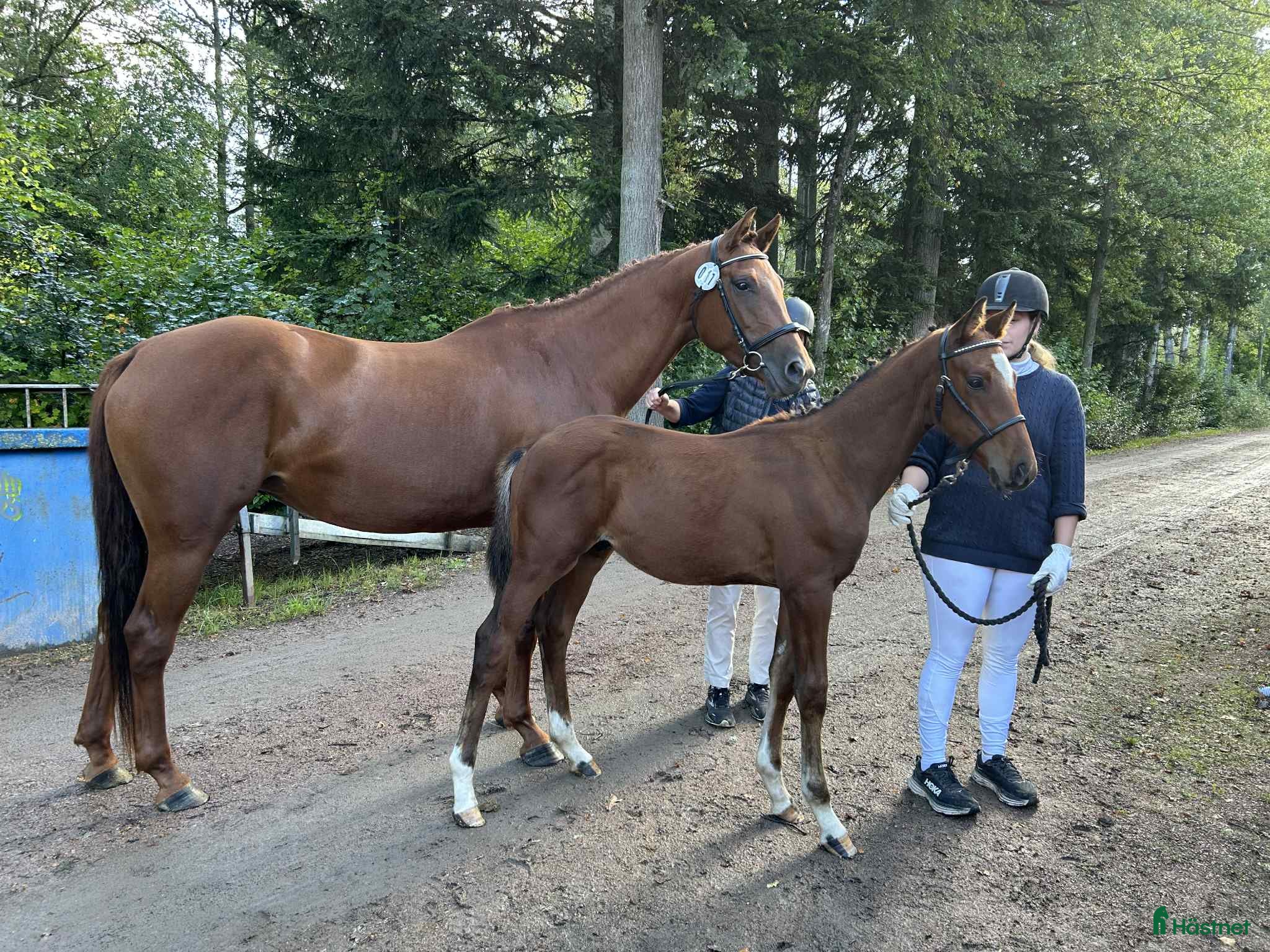  hästar Trevlig 5-åring för träning och tävling - Annons 1