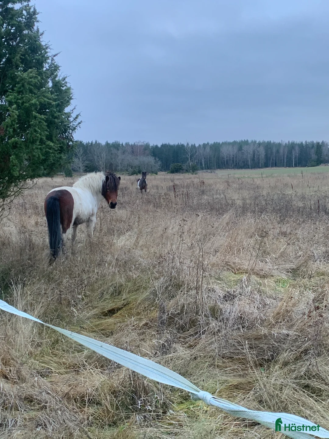  stallplats finnes: Sommar bete med lösdrift till ston! - Annons 2