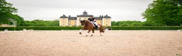 Dressyr hästar till salu: Dressyrsto med mycket kapacitet  - Annons 2