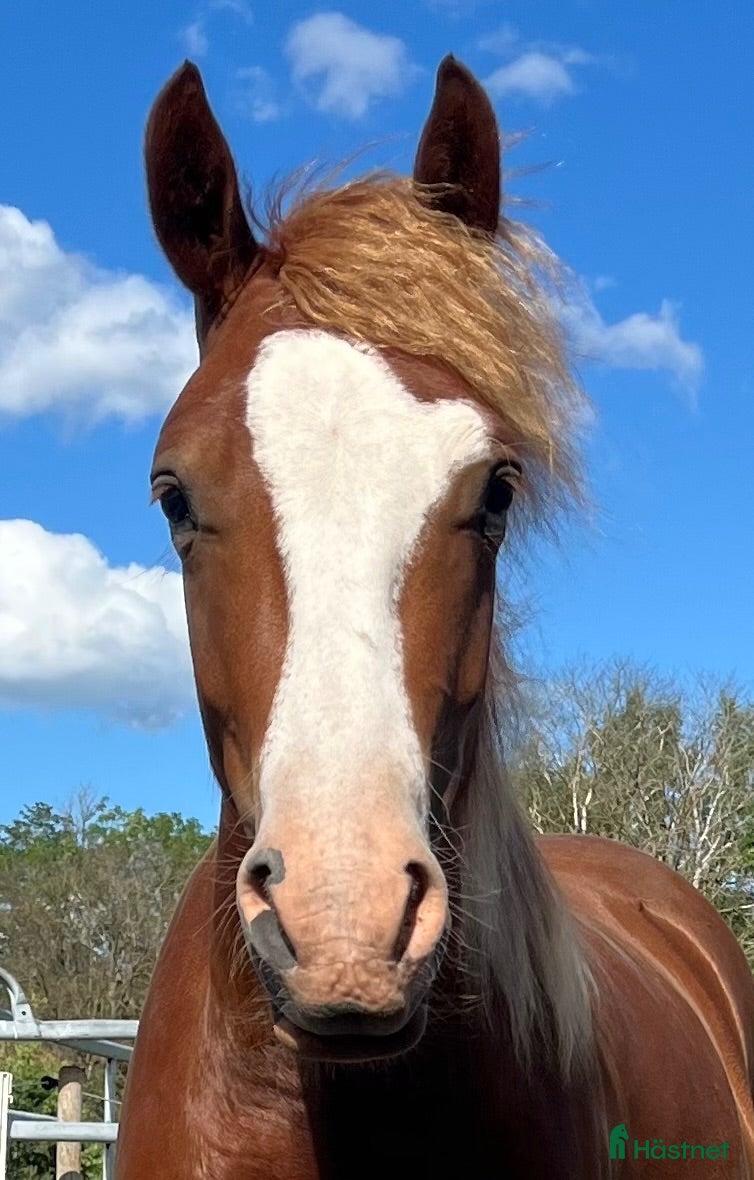  hästar Mycket trevlig Welsh cob säljes! - Annons 1