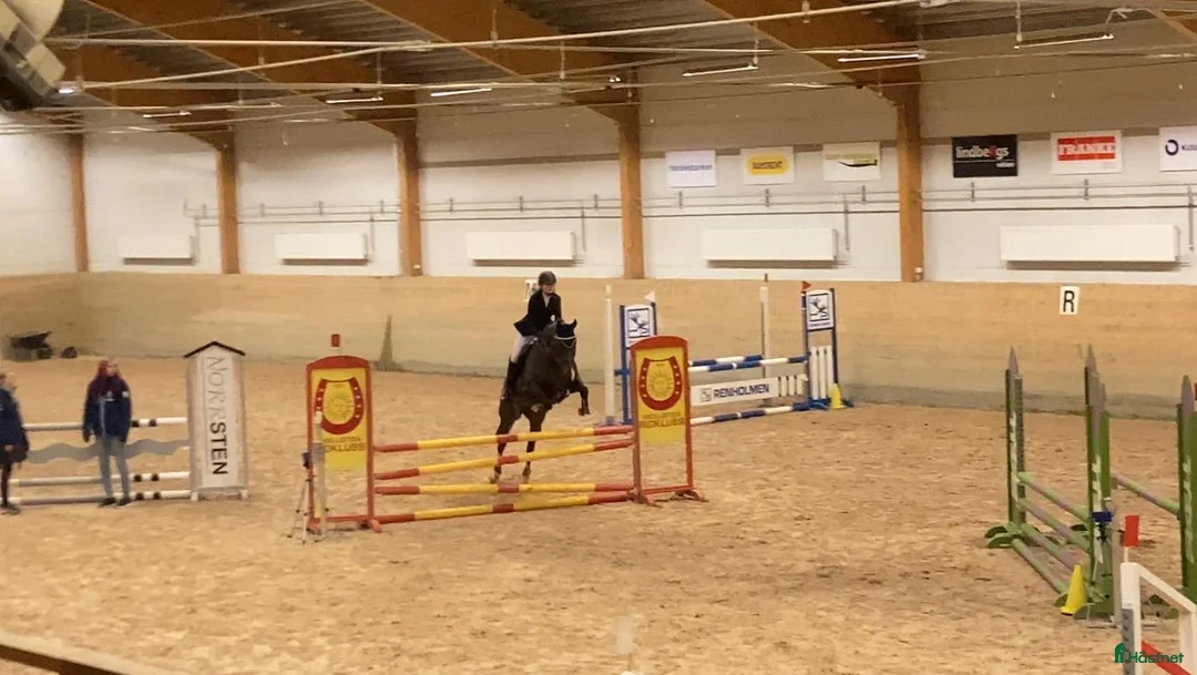  medryttarhäst sökes: Foderhäst sökes  i Vännäs - Annons 2