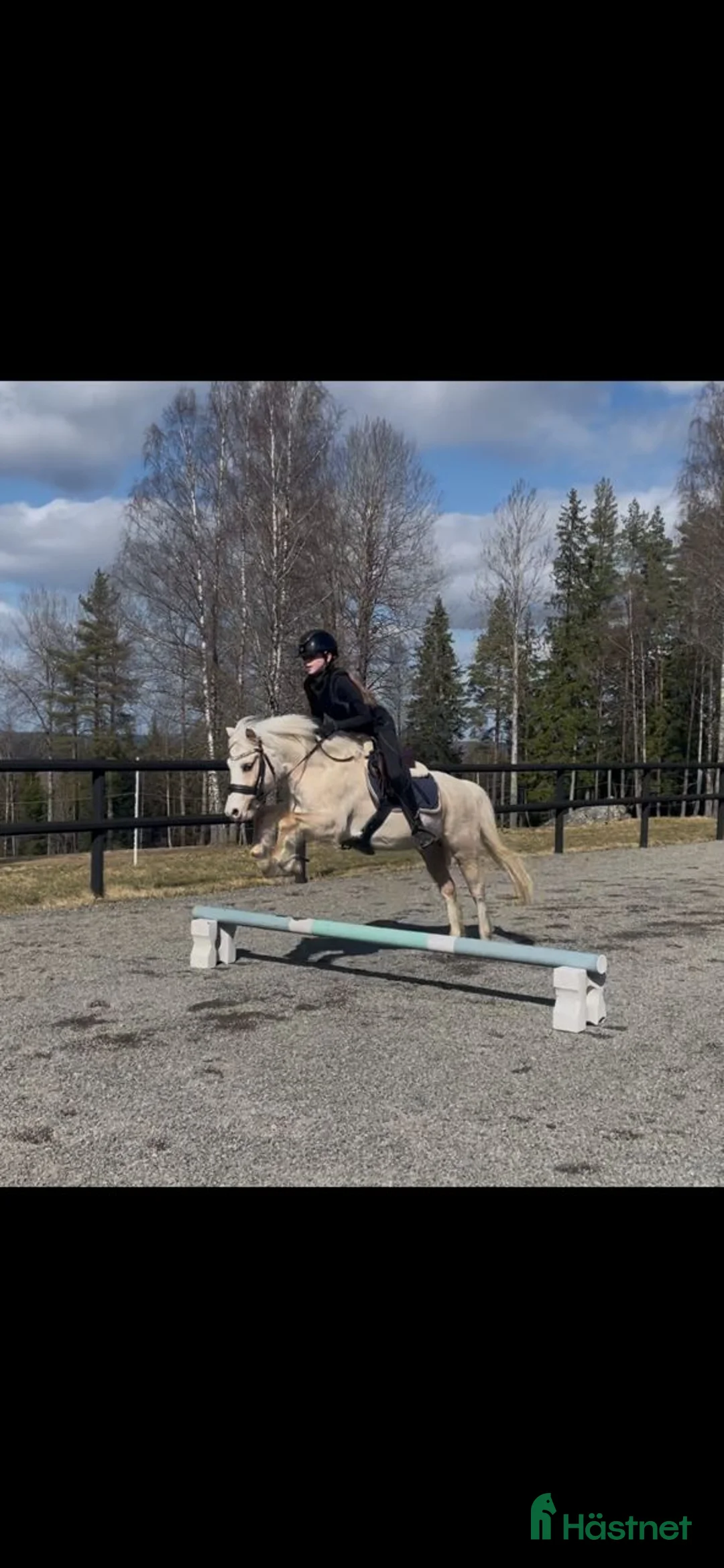  medryttarhäst sökes: Medryttarponny B eller C sökes Vetlanda - Annons 3