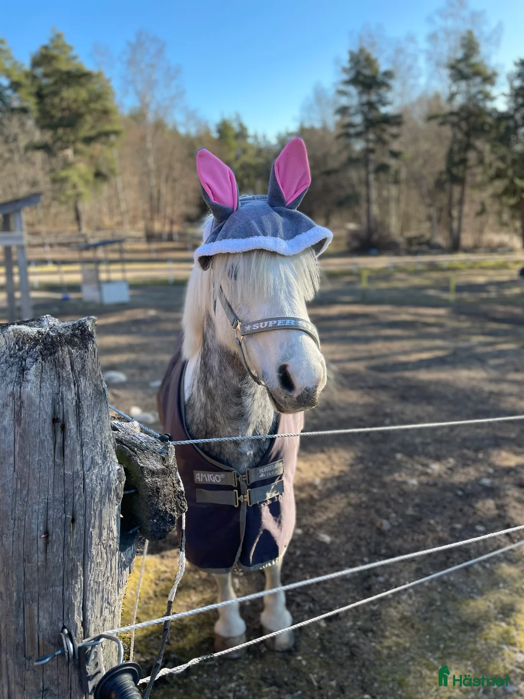 Allround hästar till salu: En bästa kompis med glimten i ögat  i Gävle - Annons 5