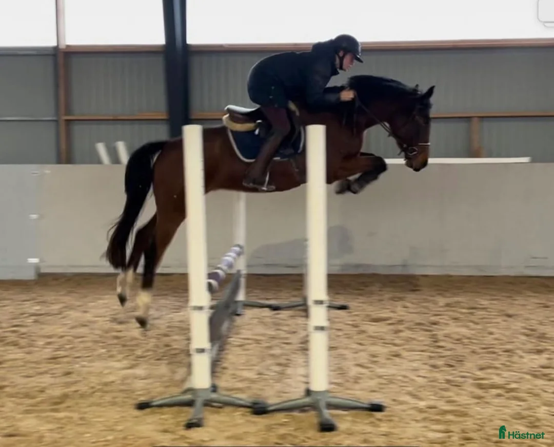 Allround hästar till salu: En bästa vän - Annons 4