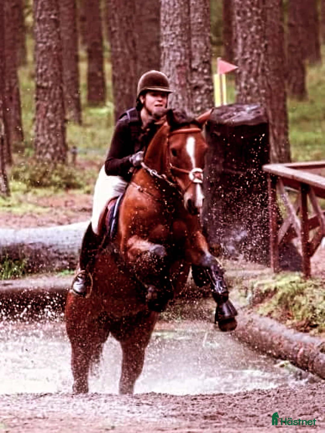  hästservice finnes: Utbilning/Försäljning med gedigen grundutbildning - Annons 4