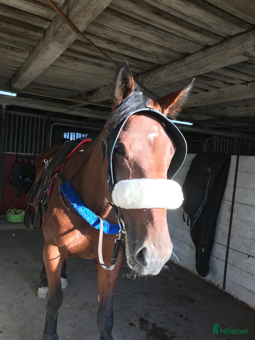 Övrig Körutrustning körning till salu: Skygglappar  i Skärplinge - Annons 2