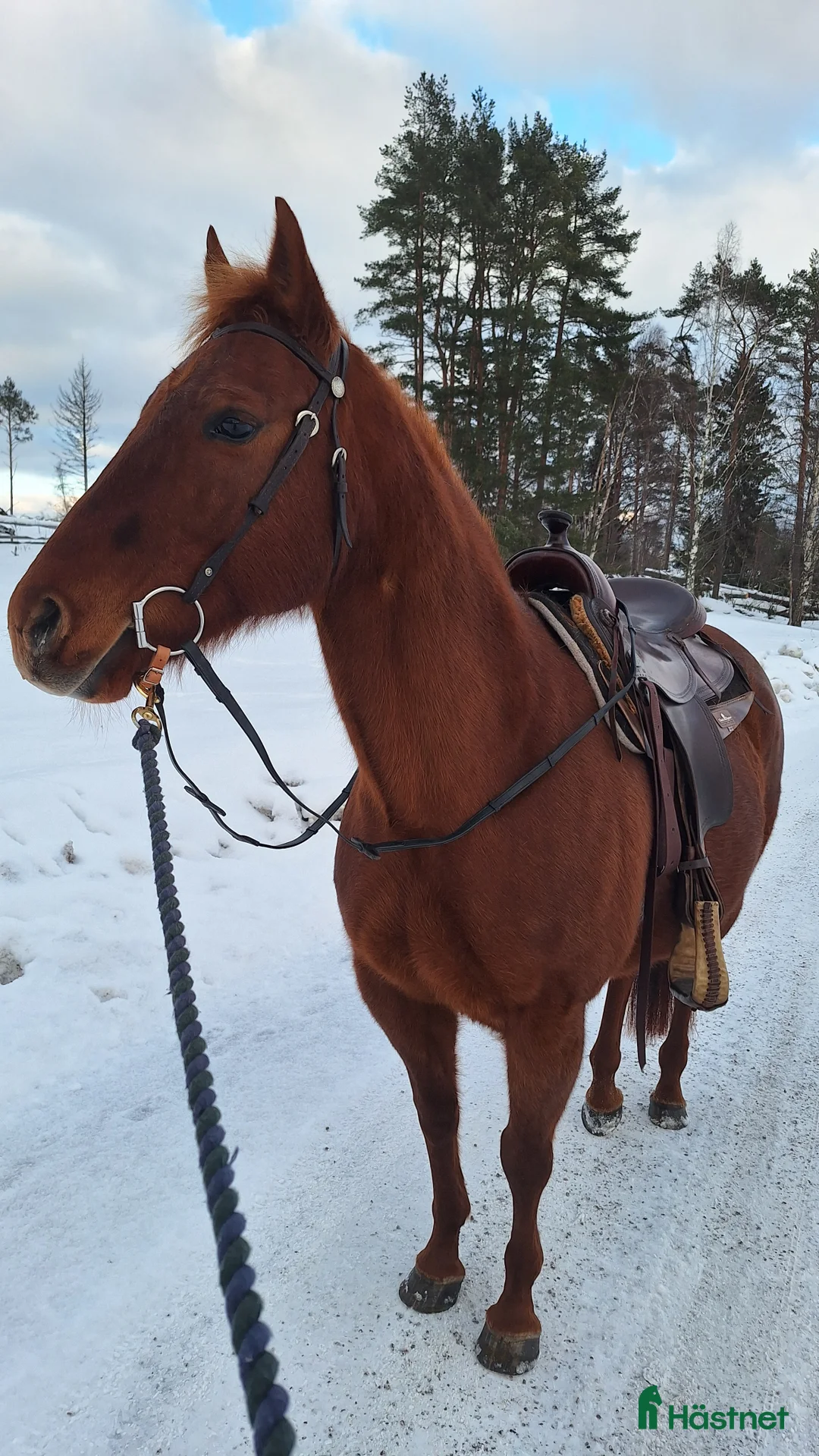 Western hästar till salu: Quartersto efter Dual Rey - Annons 2