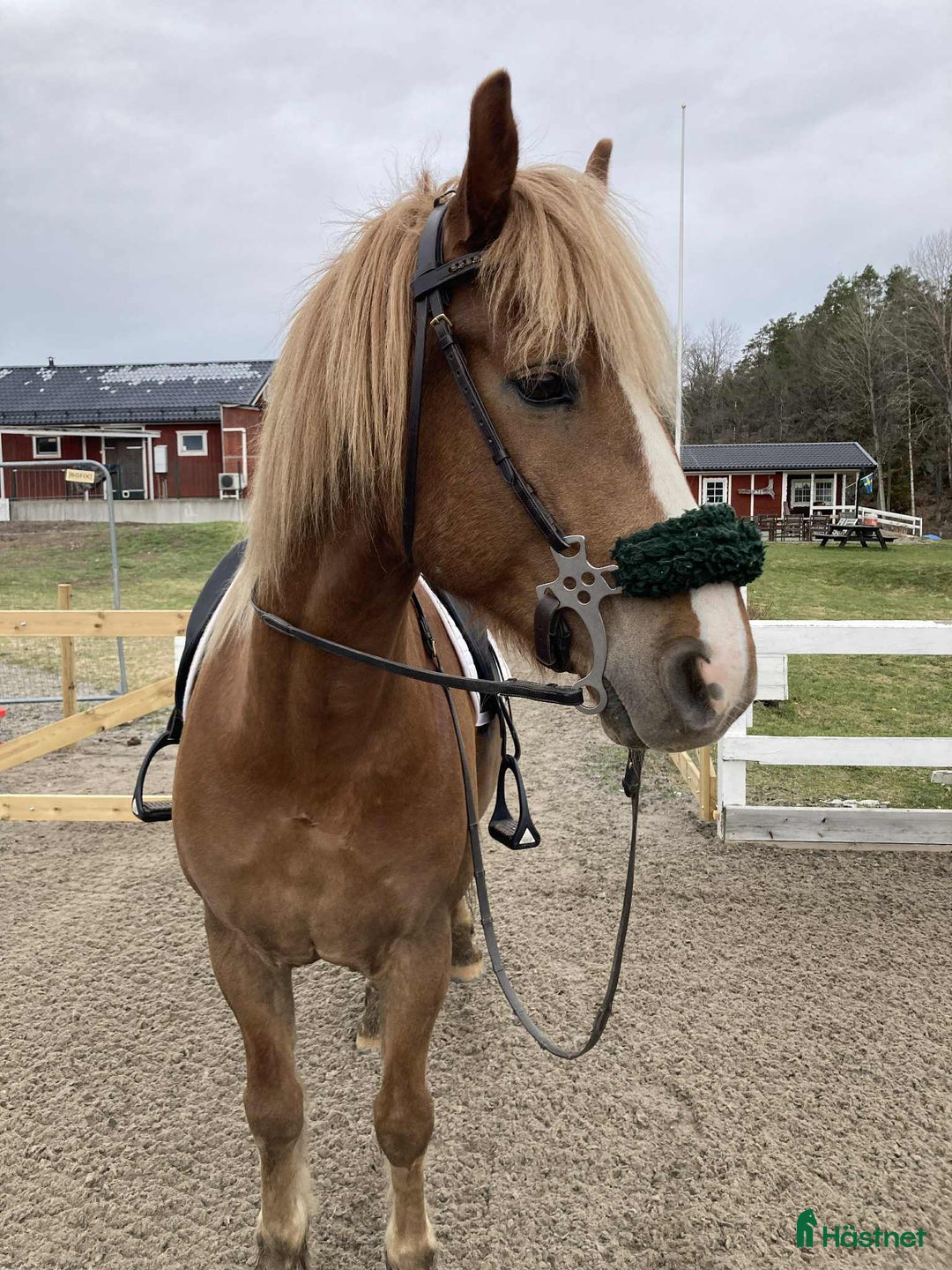 Allround hästar till salu: Vacker kallblodstravare - Annons 2