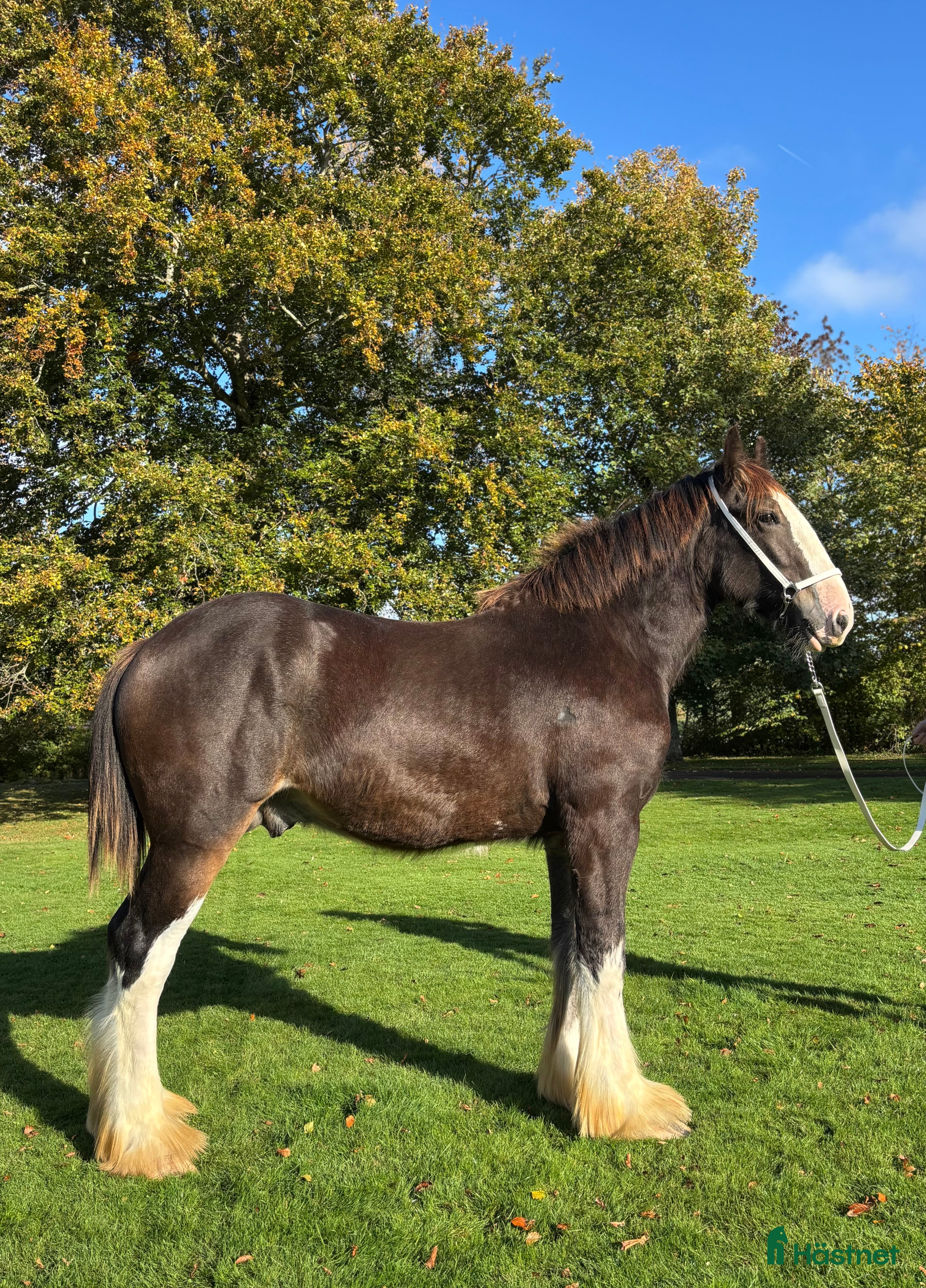  hästar Shire hingst 1 år  i Klippan - Annons 1
