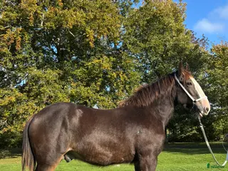 hästar Shire hingst 1 år i Klippan - Annons 15