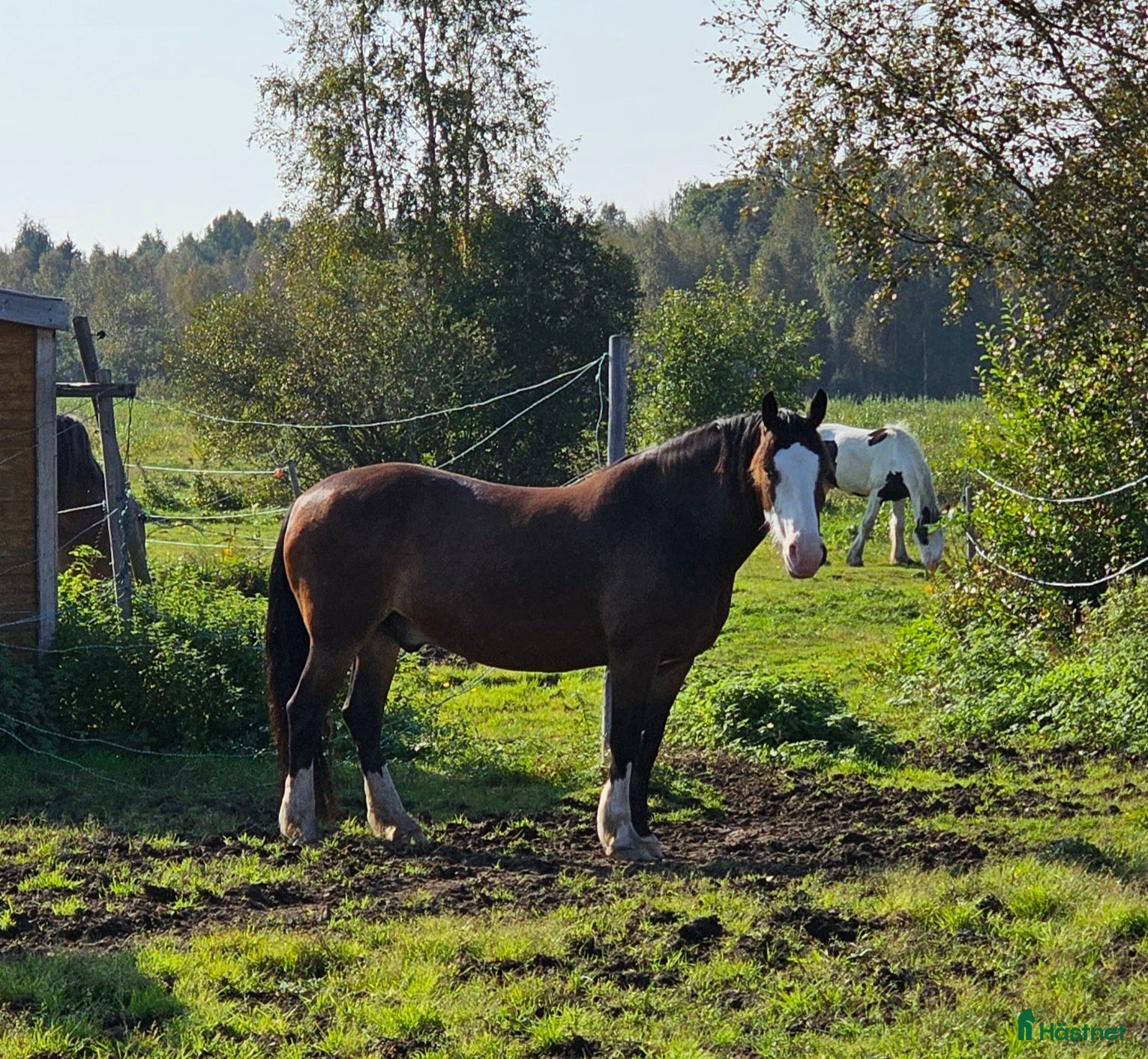 Akademiskt hästar till salu: Snygg kallblodstravare projekt eller sällskap  i Vännäs - Annons 1
