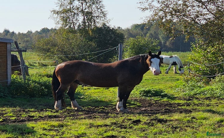  hästar i Vännäs - Annons 3