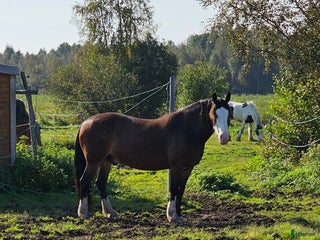 hästar Snygg kallblodstravare projekt eller sällskap i Vännäs - Annons 5