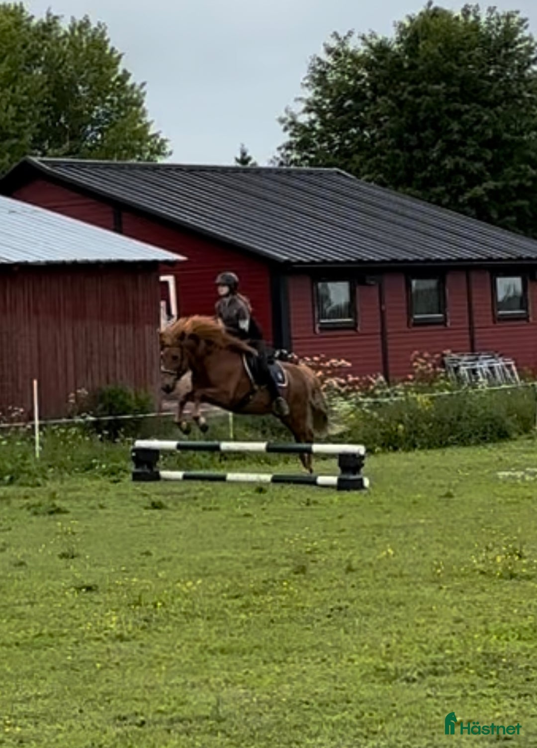 Allround hästar sökes: D-ponny köpes i Kåge - Annons 1