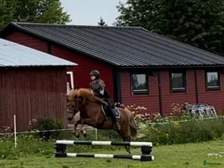 hästar D-ponny köpes i Kåge - Annons 2