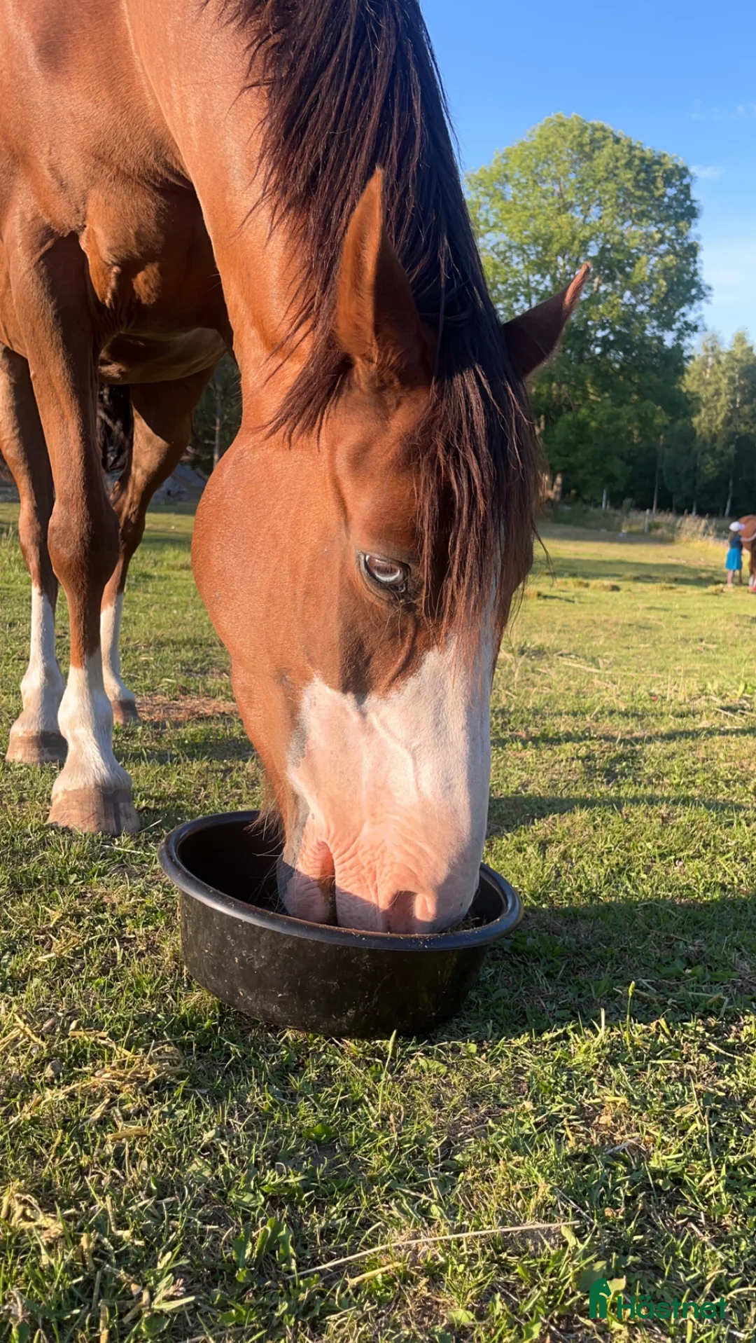 Allround hästar till salu: Världens finaste skogsmulle🩷 - Annons 5