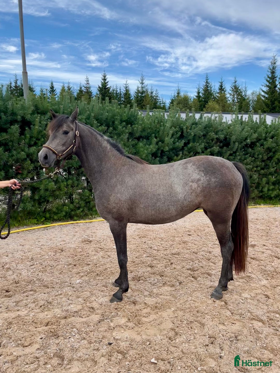 Hoppning hästar till salu: Tillfälle!! Otroligt söt och lovande ungponny i Lammhult - Annons 4