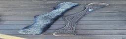 Sadeltillbehör hästutrustning till salu: Dressyrgjord 80 cm - Annons 3