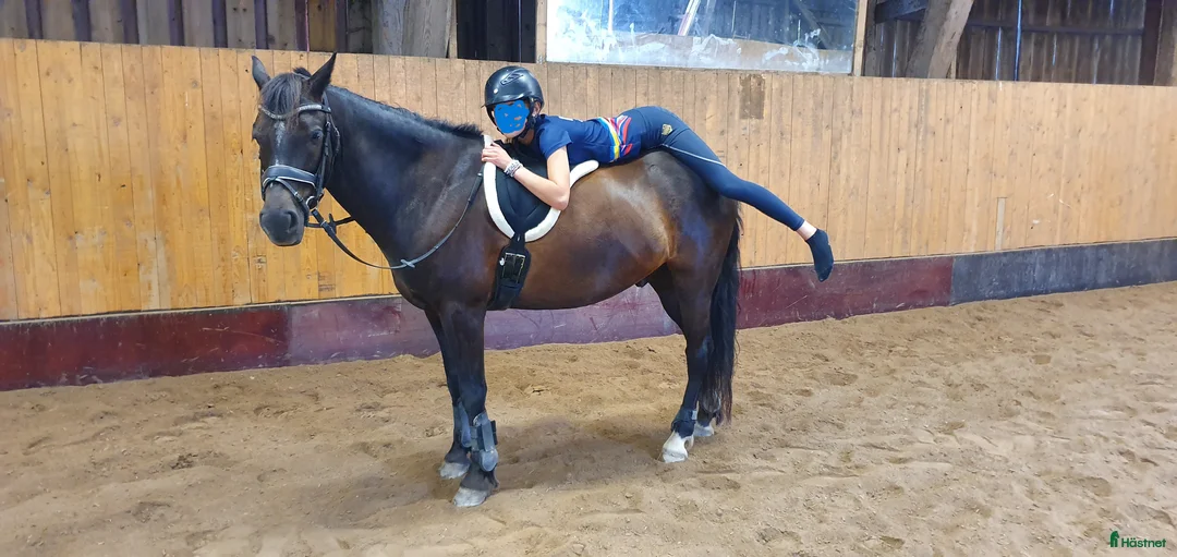 Hoppning hästar till salu: Ponny med härlig personlighet söker ny bästa vän i Malmö - Annons 7