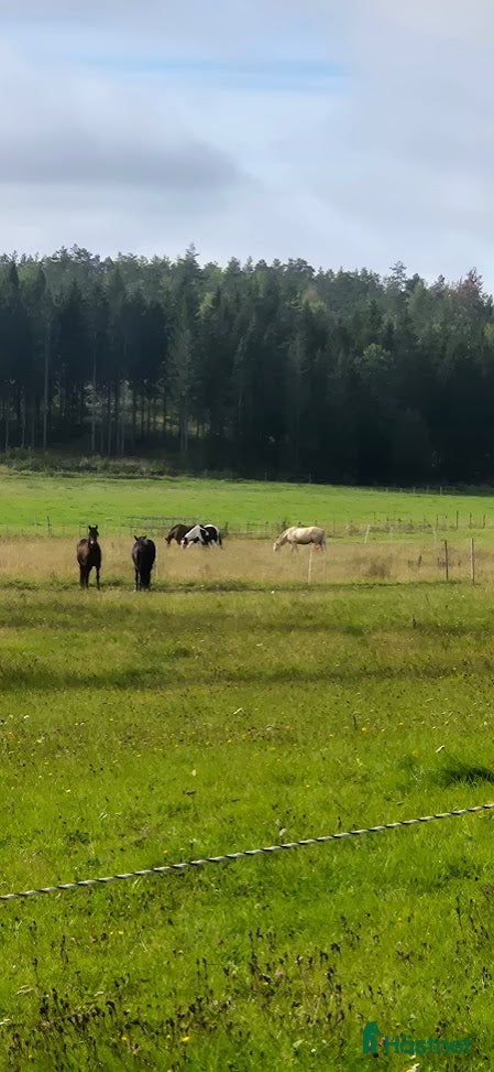  stallplats finnes: Lösdrift i Tullinge - Annons 5