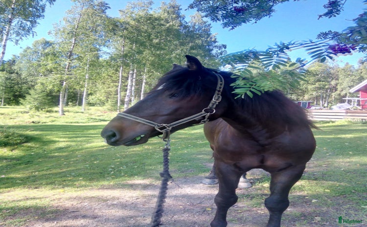  hästar Kallblodstravare i Haparanda - Annons 5