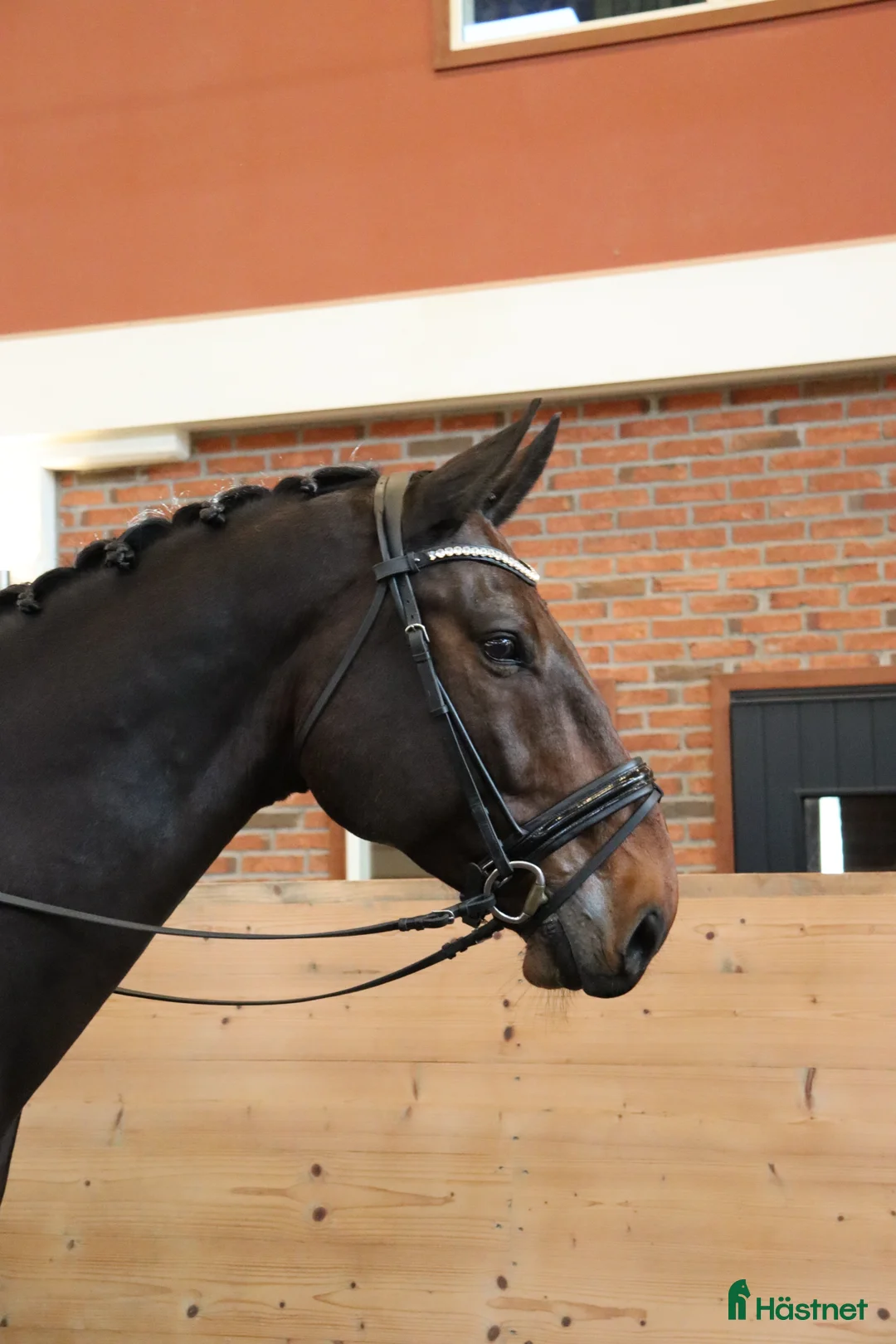 Dressyr hästar till salu: Projekt i Stora Sundby - Annons 3